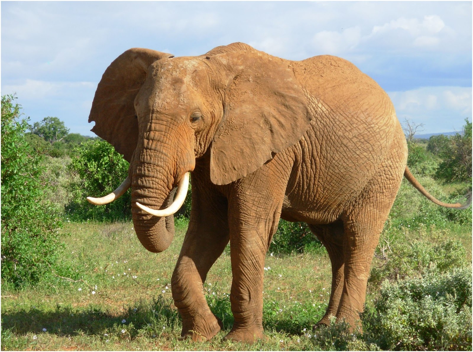 Daftar 100 Hewan Resmi yang Dilindungi Pemerintah