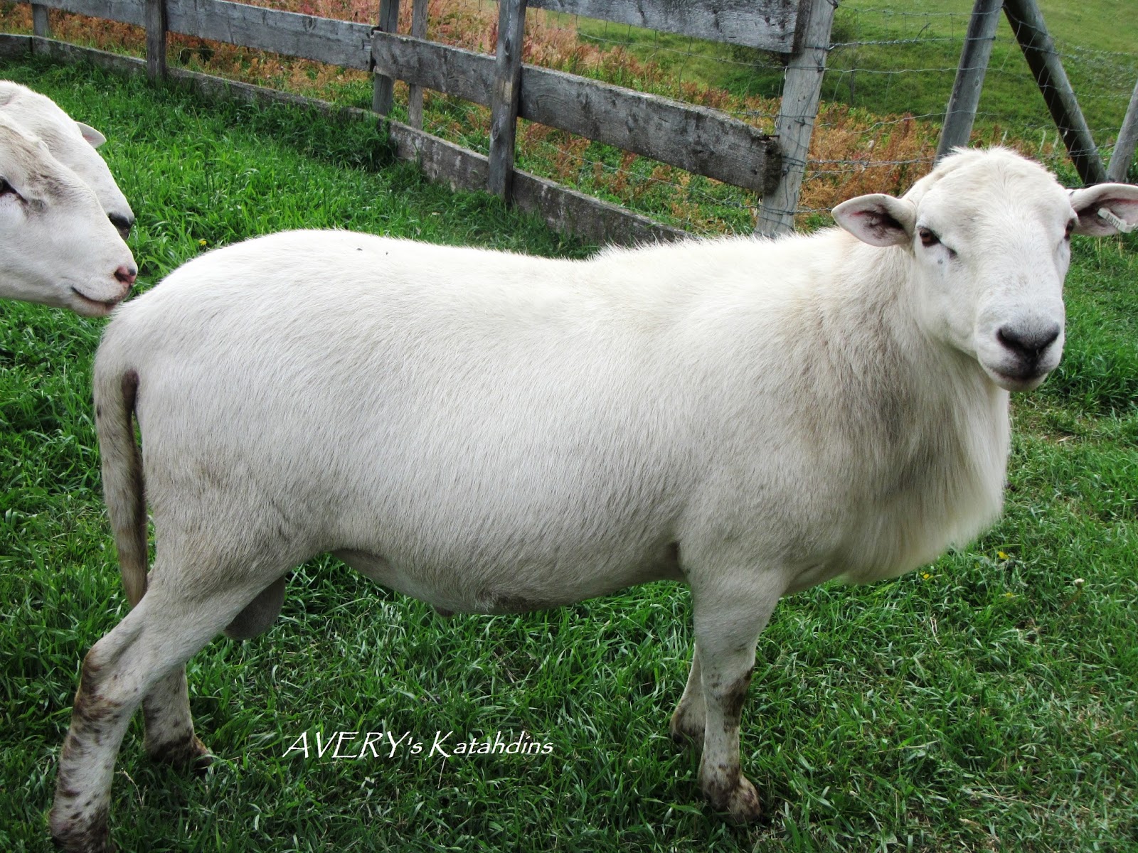 AVERY's KATAHDIN SHEEP 7 Outstanding Yearling Ram Lambs for Sale