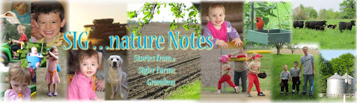 SIG...nature Notes