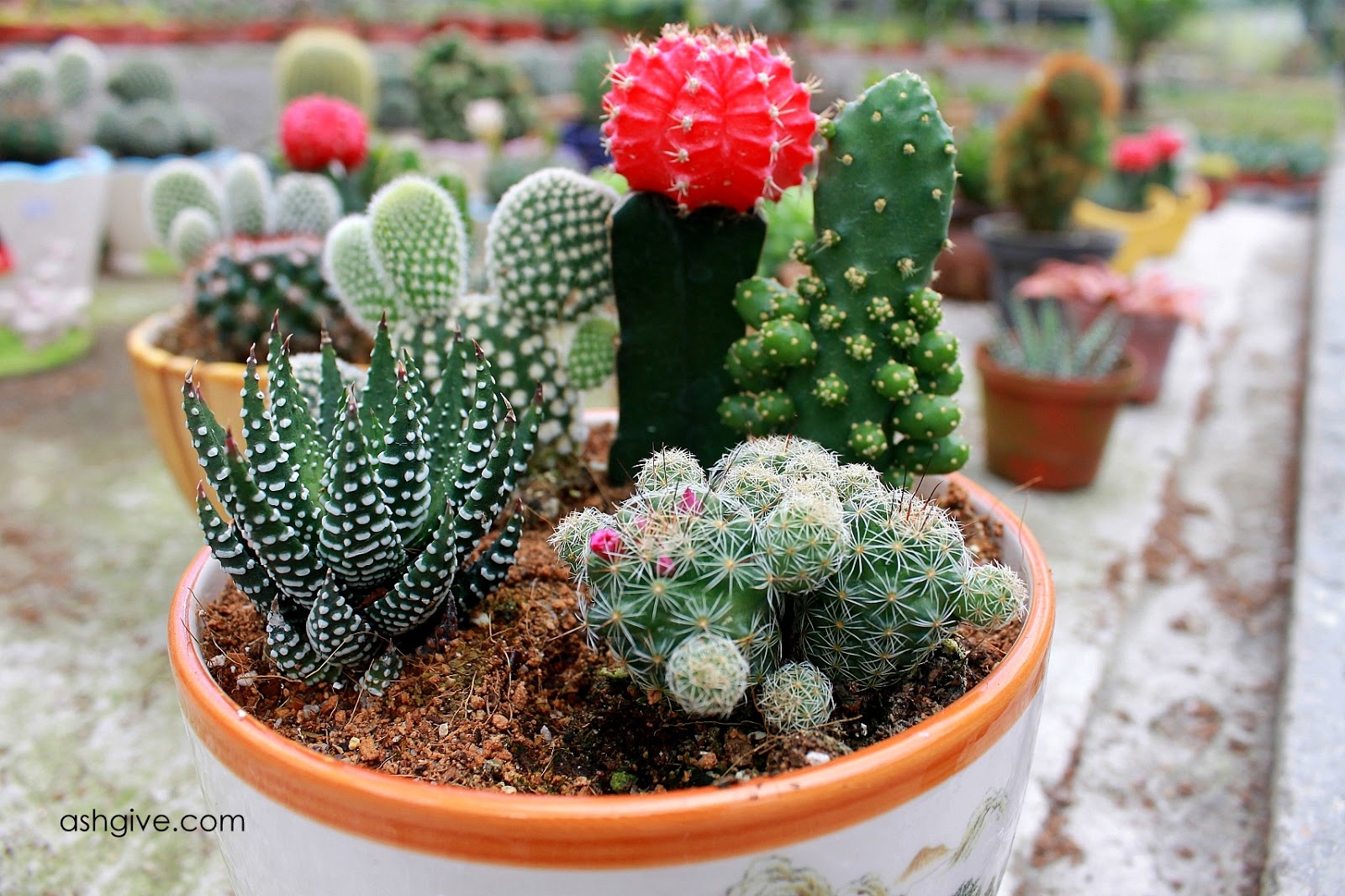 Ashgive.com: Taman Kaktus Cameron Highlands: Jalan jalan di Cactus