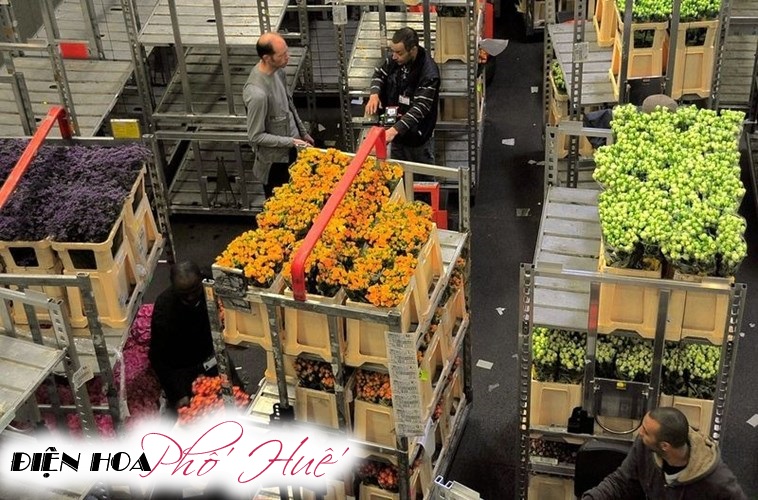 [Image: Ghe-tham-cho-hoa-tuoi-khong-lo-o-Ha-Lan-7.jpg]