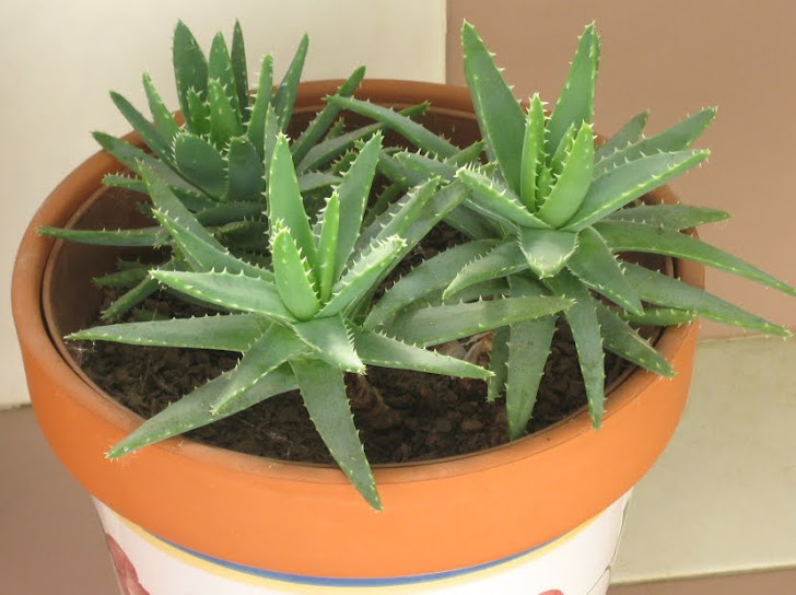 Aloe Brevifolia (Blue Aloe)