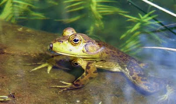 Froggy comes a-courting