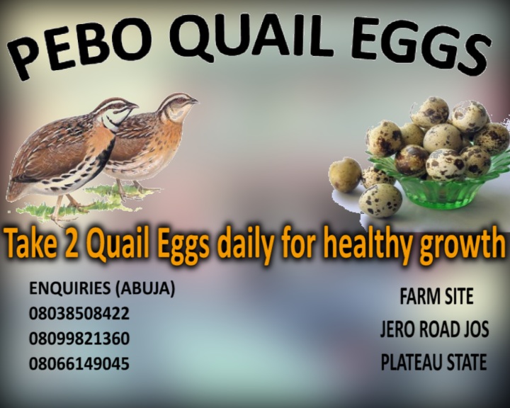 BENEFITS OF QUAIL MEAT AND EGGS | SCREENMASTERS