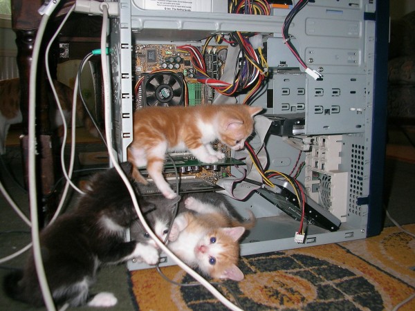 computer_kittens-600x450.jpg