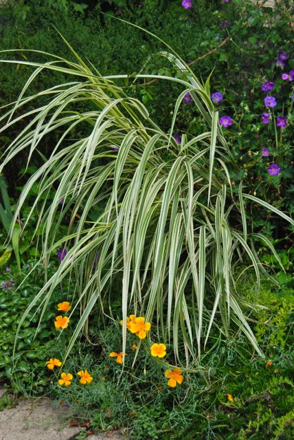 In the Driveway Garden, the dwarf Miscanthus 'Dixieland' is still making a splash with purple Geranium 'Rozanne' and orange California poppies (Eschscholzia californica). In the Driveway Garden, the dwarf Miscanthus 'Dixieland' is still making a splash with purple Geranium 'Rozanne' and orange California poppies (Eschscholzia californica).