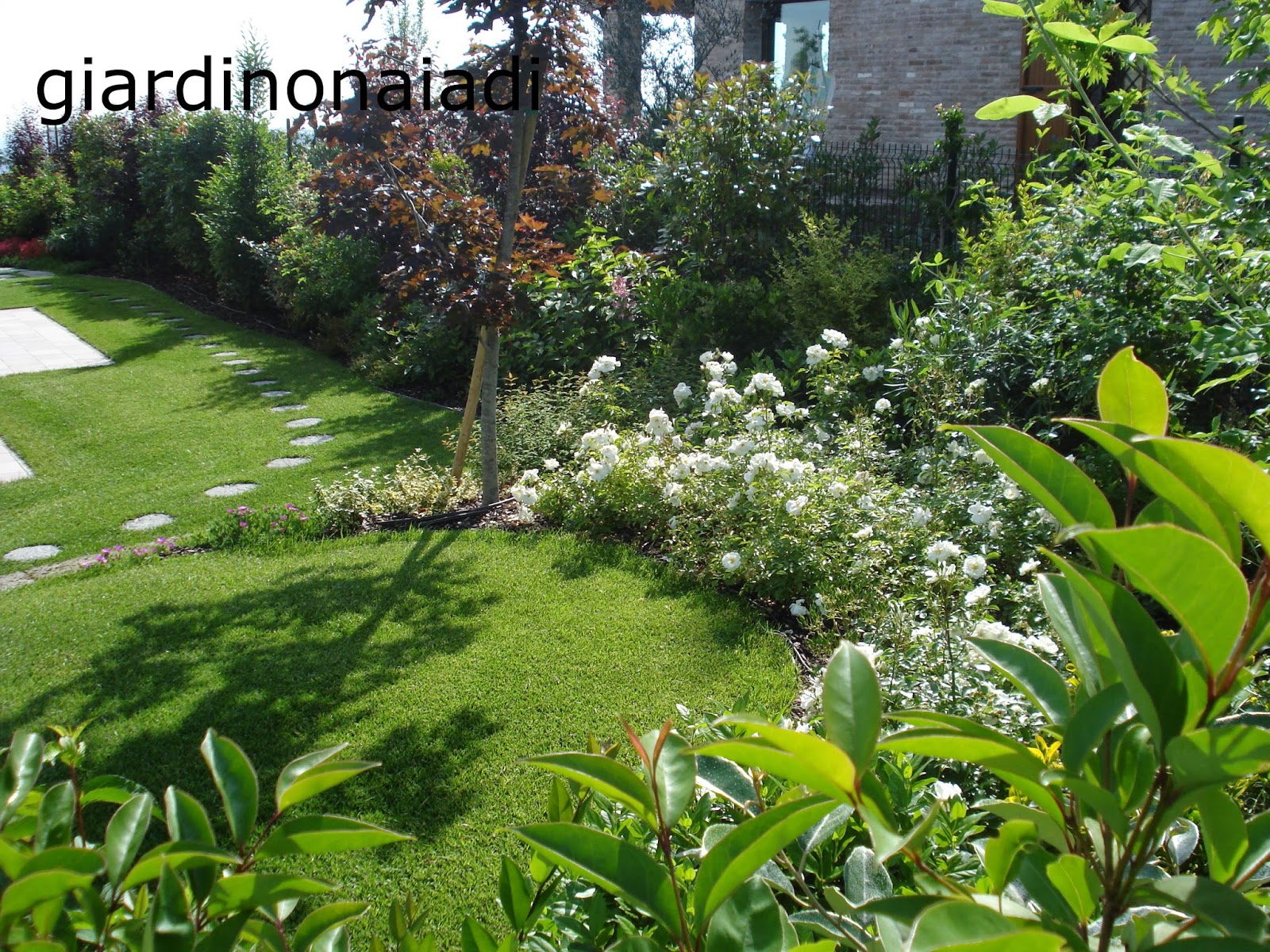 Il giardino delle naiadi: un giardino bello tutto lanno Piante per aiuole sempreverdi
