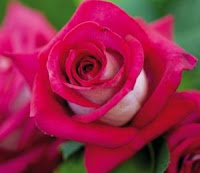 Sfaturi utile pentru plantarea trandafirilor de gradina