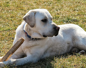 Deuce, AKC Labrador Retriever