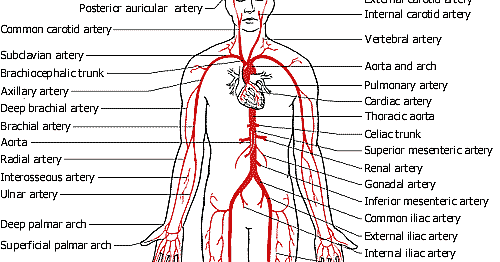 Human Anatomy Circulatory System 031912» Vector Clip Art - Free Clip