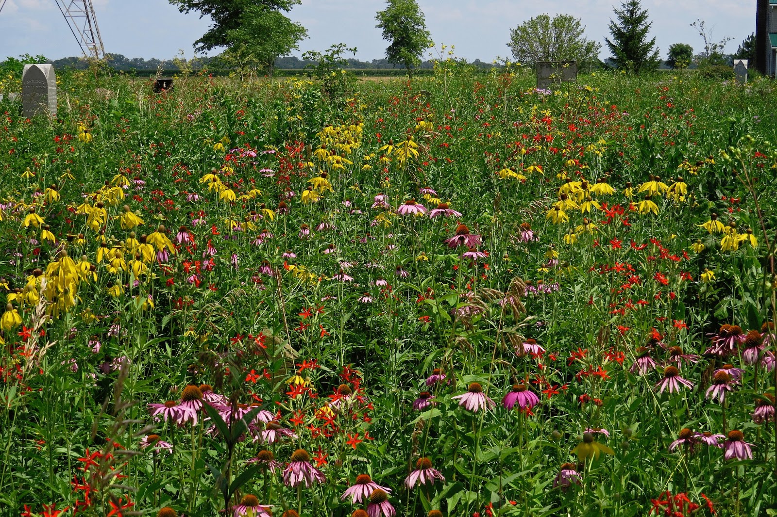 Around the Bend The Prairies are Blooming!