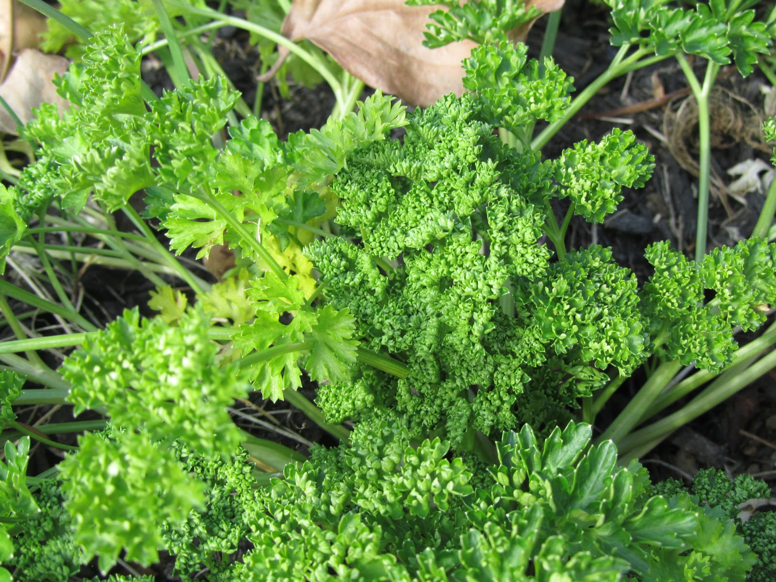 Blooming Hill Lavender Farm Parsley, Sage, Rosemary and Thyme