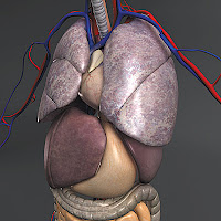 anatomy primal 3d interactive body in motion torrent