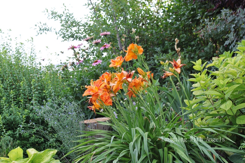 Grace Gardens MidJuly garden