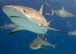 The Reef Shark