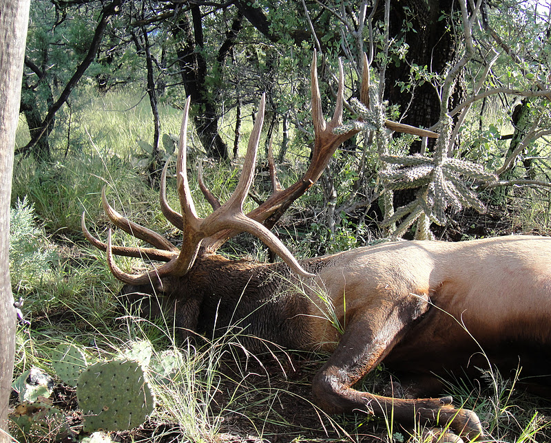 Colburn and Scott Outfitters G Todd Brooks 375" AZ Archery Elk