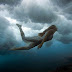 Underwater Photography of Erik Aeder