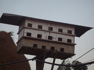 "Pigeon House" in a local village  house compound in sauraha village.