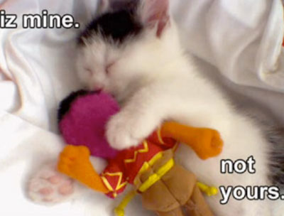 cute funny cats pictures. Funny Cute Cat : Its Mine!