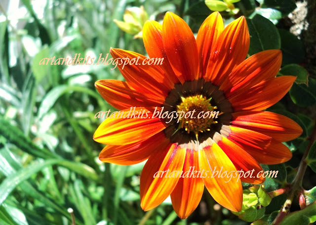 Um pequeno malmequer, parece querer tirar o protagonismo ao brilho do sol. / A small marigold seeming to want to steal the sun light's protagonism.