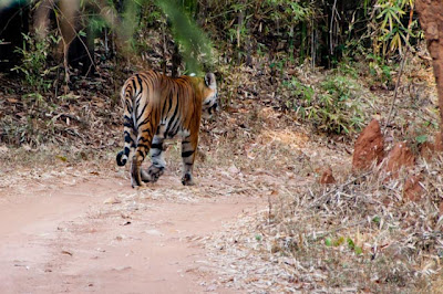 Tigress in Bandavgar National Park, Andra Pradesh, India