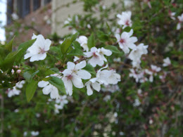 our last tree blooms