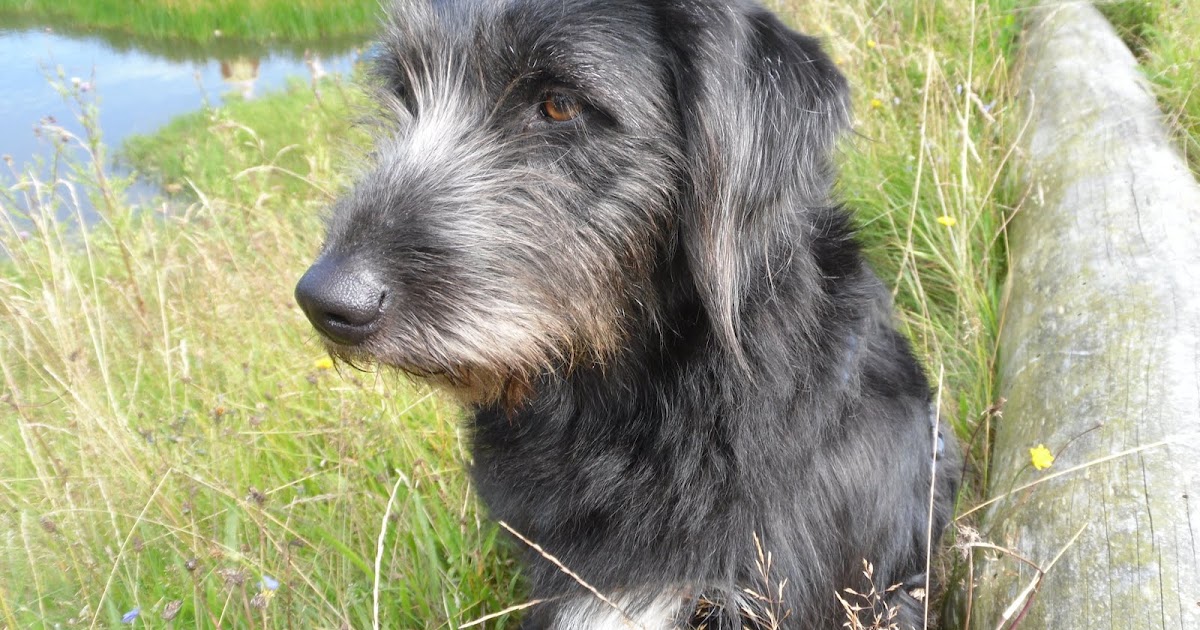 Hundeschule an der Leine Jagdverhalten beim Hund warum ist es so