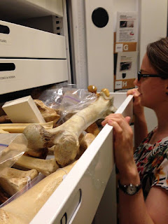 Looking at collection of animal bones in a drawer.