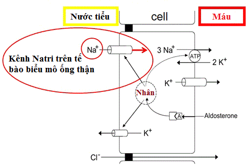 Cơ chế tác dụng của Aldosterol trên tế bào ống thận