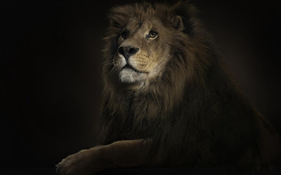 HD Lion Wallpaper Widescreen