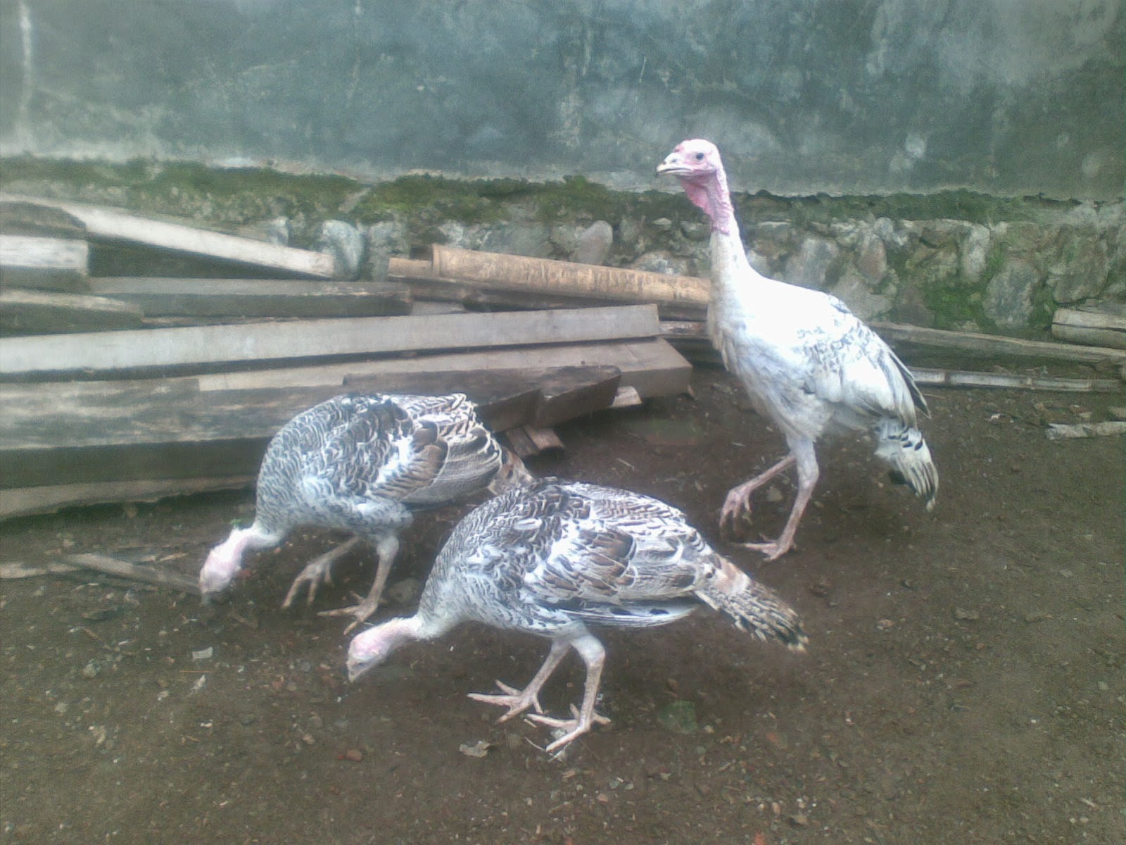 Kemitraan Ayam Kampung Ayam Kalkun Royal Palm Sold Out Ke Sragen