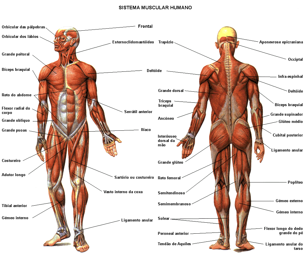 Lista de Músculos: descripción, origen, función, imagen..