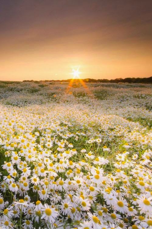 The Nicest Pictures daisies field sunset