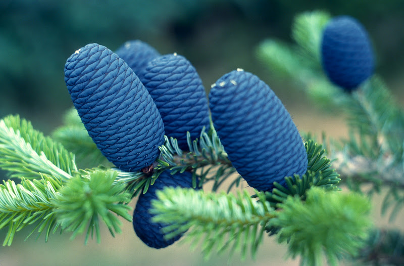 Abies Spectabilis