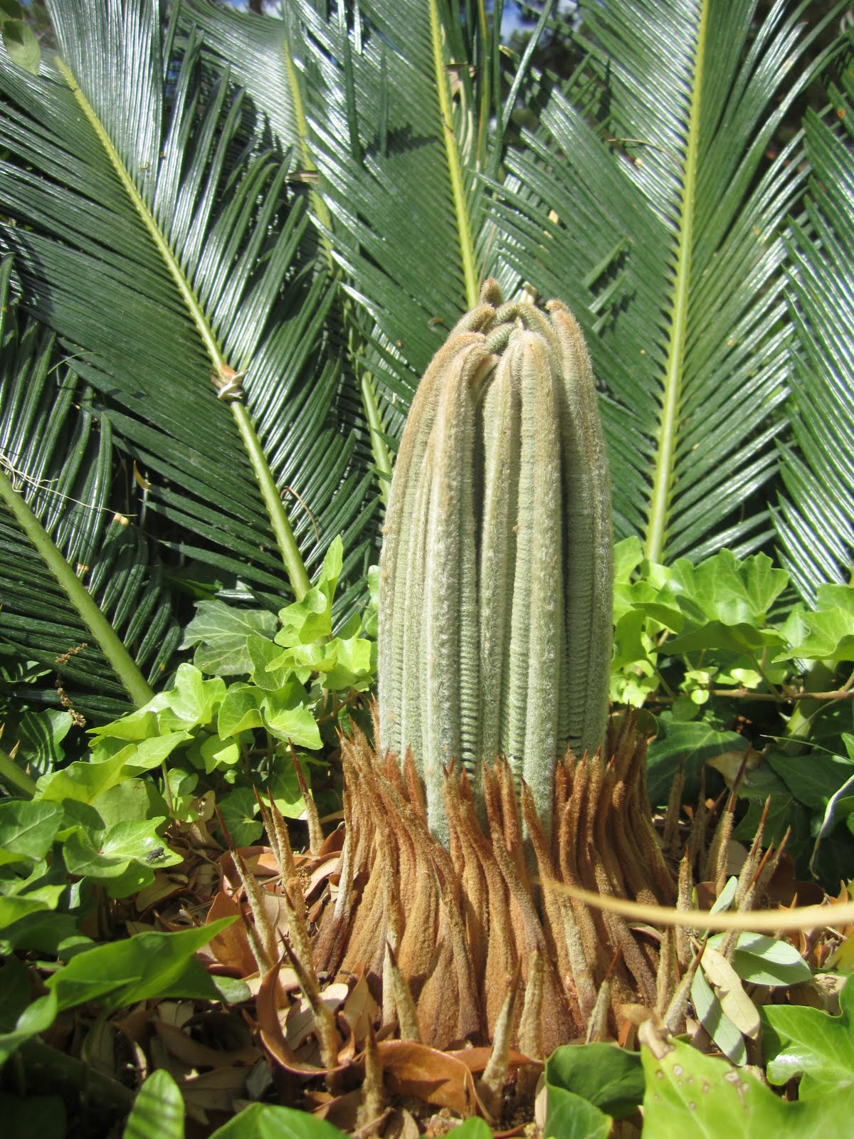 Sago Palm Garden - Wendys Hat