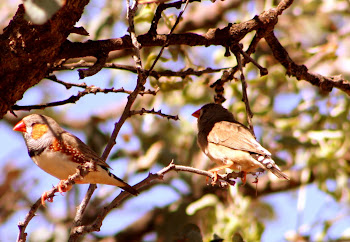 Zebra finches, in the scrub off the Roebourne - Wittenoom Road