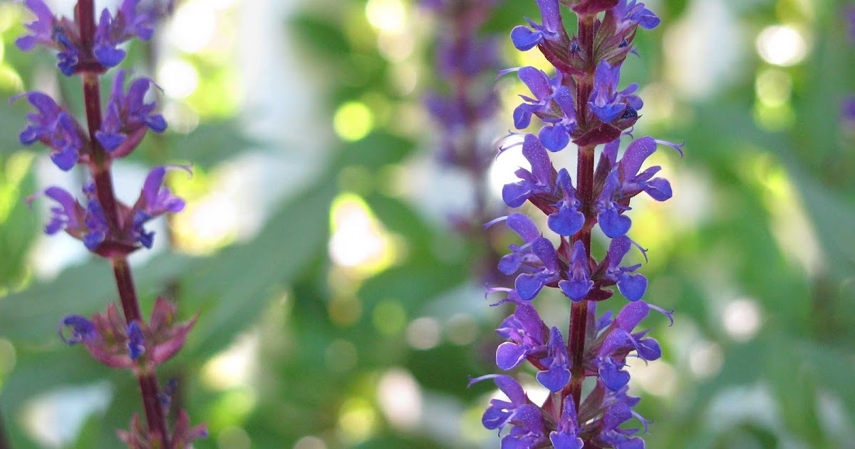 Long Island Daily Photo