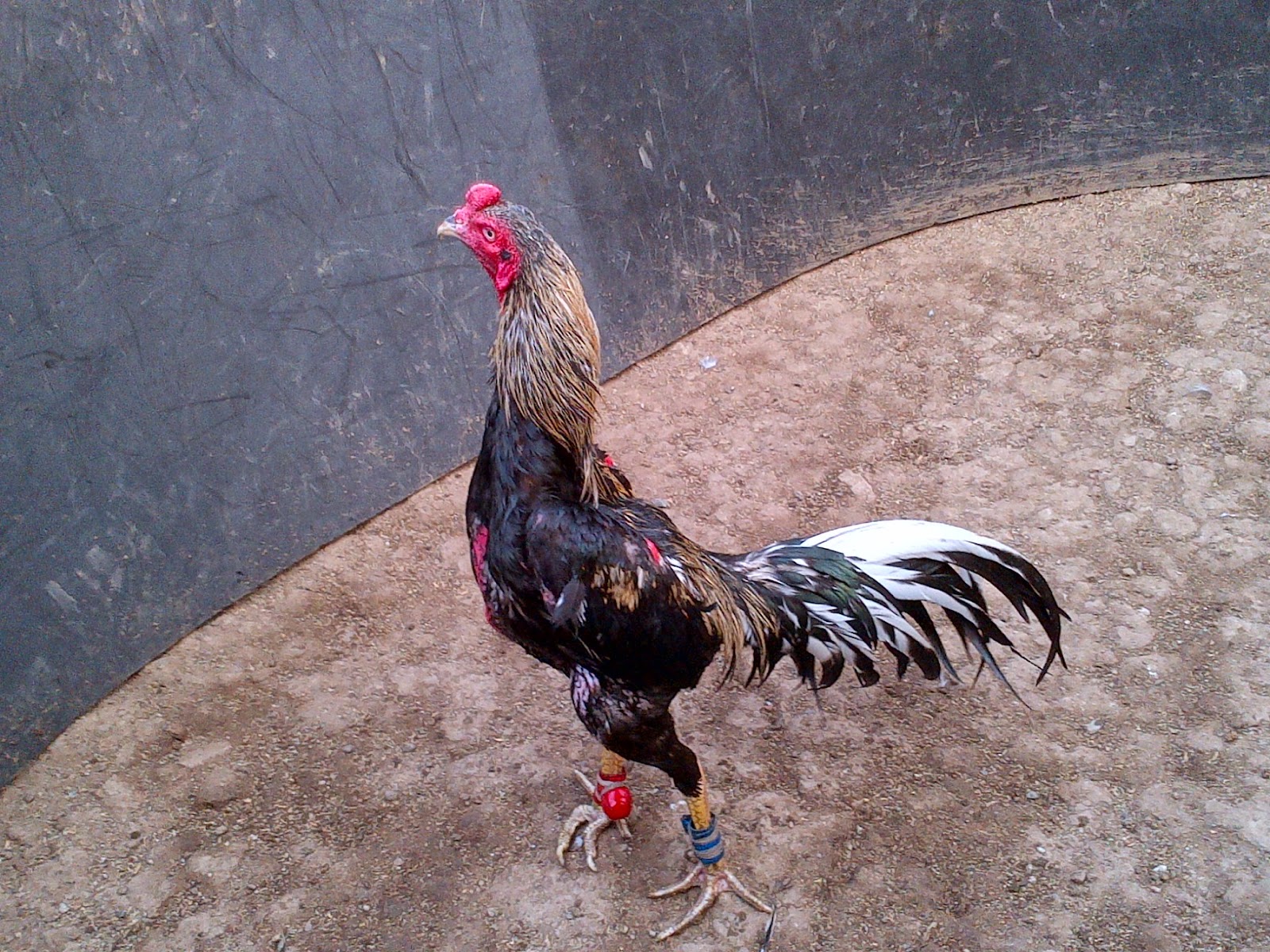 Ternak Burma Farm Oktober 2013