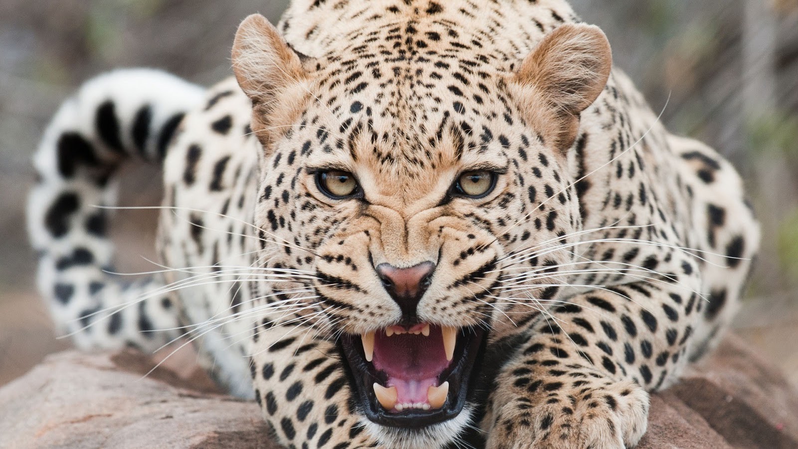 Leopard-Dangerous-Face.jpg