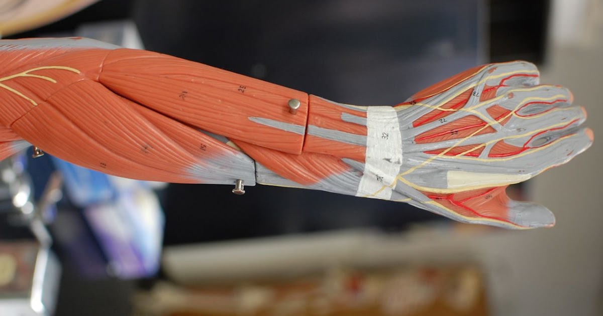 Human Anatomy Lab: Muscles of the Arm