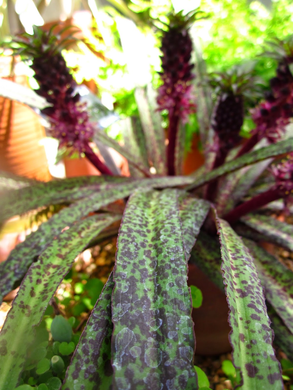 Plante on Plants If you like pineapple lilies, you�ll
