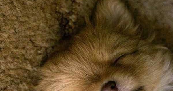 pomeranian knee problems health problems in pomeranian many pomeranian knee problems health problems in pomeranian many