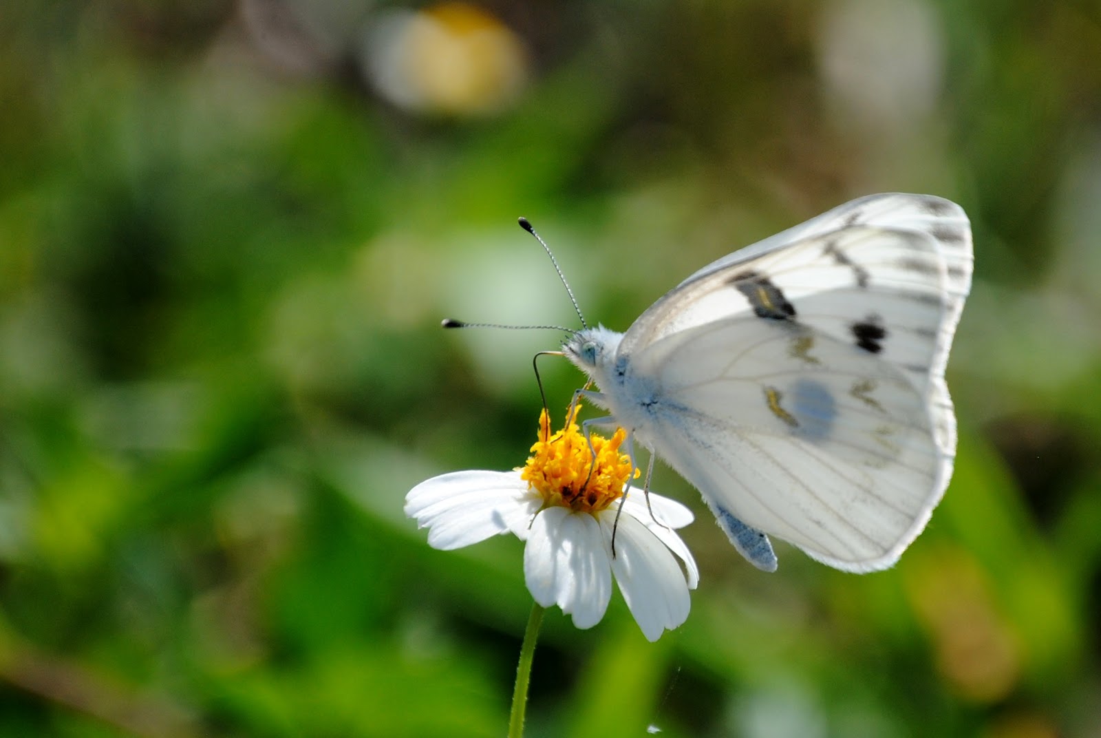 Field Notes and Photos Florida Fall Butterflies