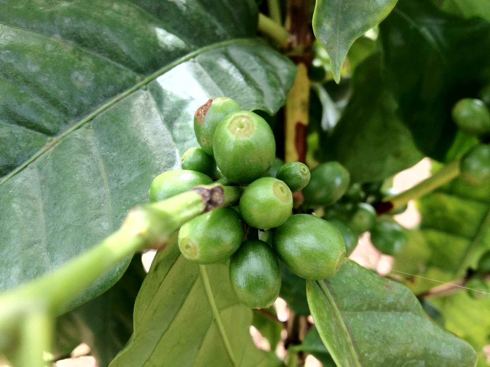 Costa Rica Invest Coffee growing in the NatureWalk nurseries