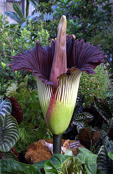 Cadaver Plant