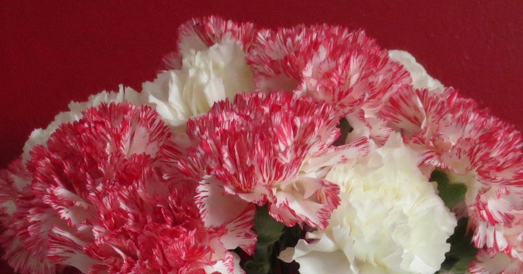 Creatively Graceful Candy Cane Carnations