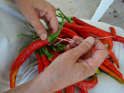 COSIENDO PIMIENTOS PARA COLGAR y CONSERVAR