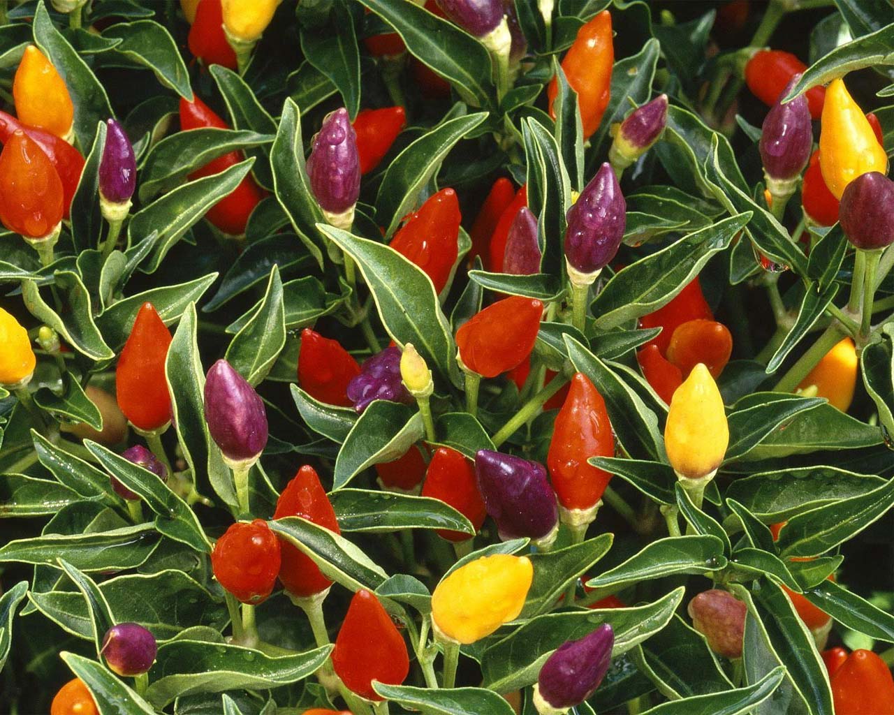 Mensagens da Net: Fundos de telas para pc