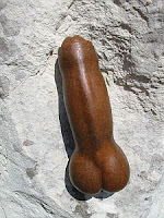 olisbos