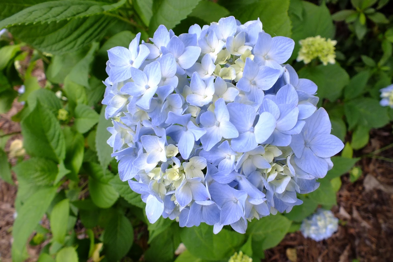 Gene's Garden Hydrangea Season
